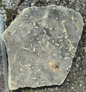 Ichnofossils