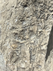 Ichnofossils