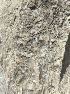 Ichnofossils