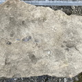Ichnofossils