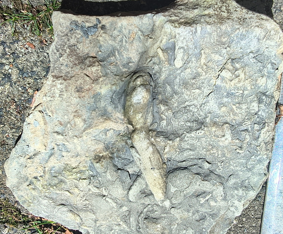 Ichnofossils
