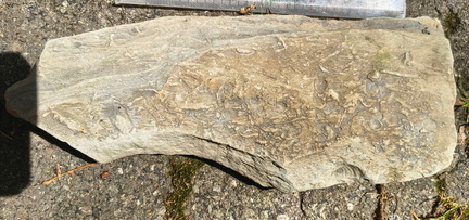 Ichnofossils