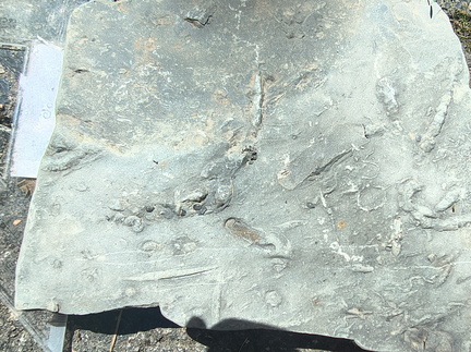 Ichnofossils