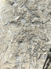 Ichnofossils