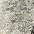 Ichnofossils