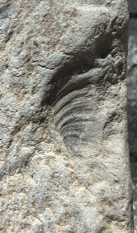 Ichnofossils