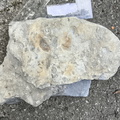 Ichnofossils