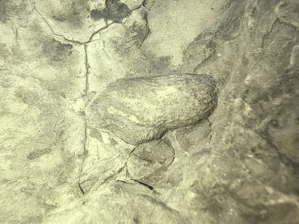 Ichnofossils