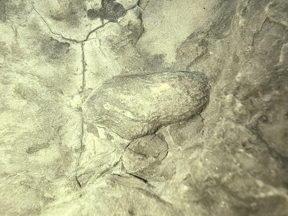 Ichnofossils