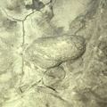 Ichnofossils