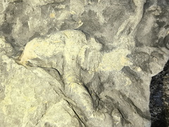 Ichnofossils