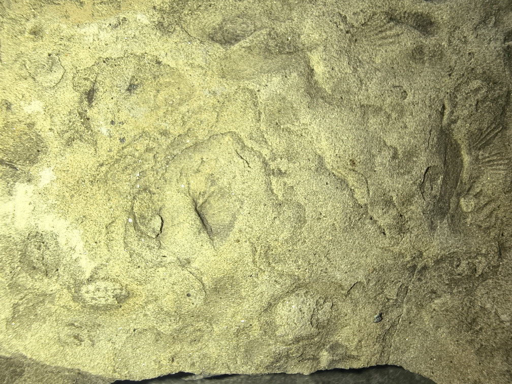 Brachiopods