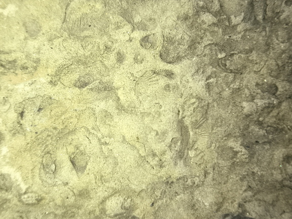 Brachiopods