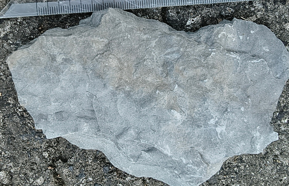 Ichnofossils 