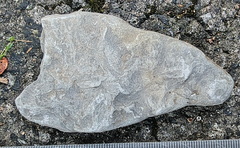 Ichnofossils 