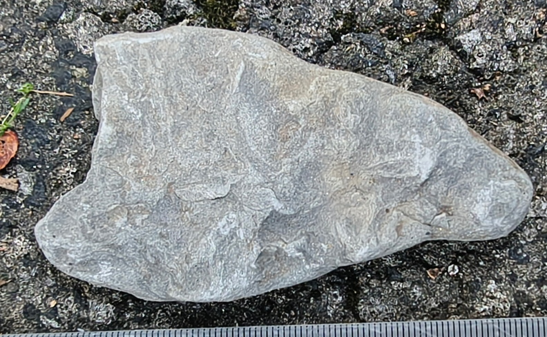 Ichnofossils 