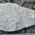 Ichnofossils 