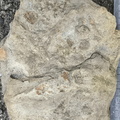 Ichnofossils 