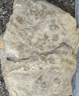 Ichnofossils 