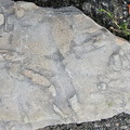Ichnofossils 