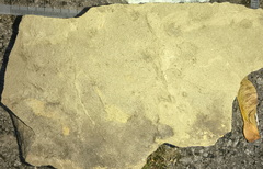 Ichnofossils 