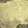 Ichnofossils 