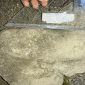 Ichnofossils 