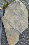 Ichnofossils 
