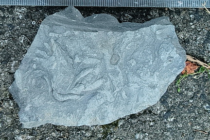 Ichnofossils 