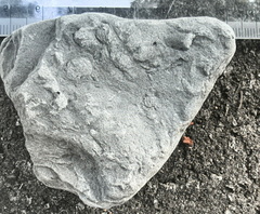 Ichnofossils 
