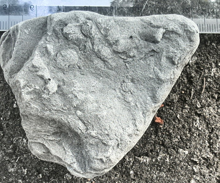 Ichnofossils 