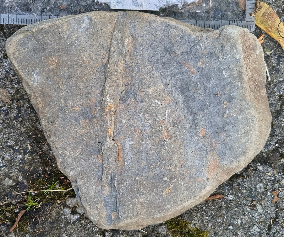 Ichnofossils 