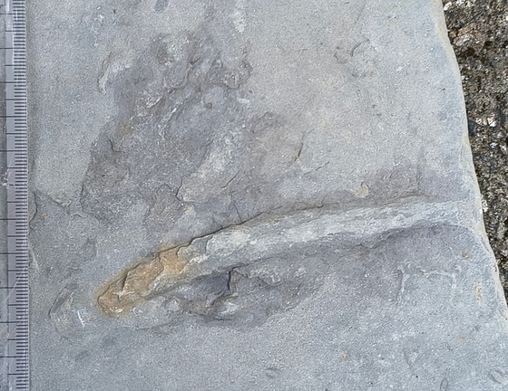 Ichnofossils 