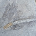 Ichnofossils 