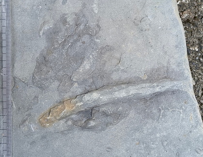 Ichnofossils 
