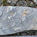 Ichnofossils 