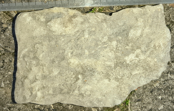 Ichnofossils 