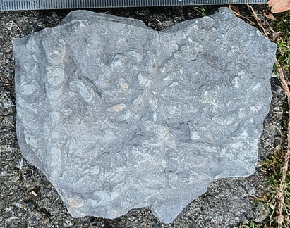 Ichnofossils 
