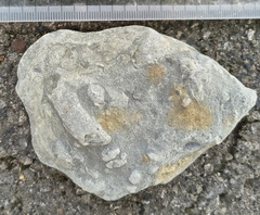 Ichnofossils 