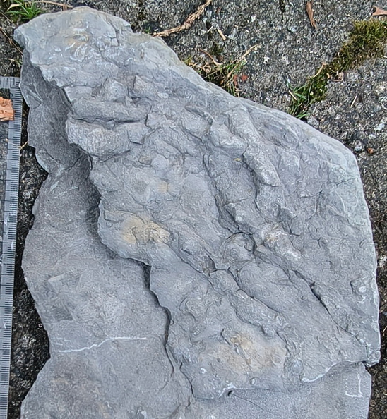 Ichnofossils 