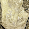 Ichnofossils 