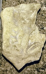 Ichnofossils 