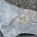 Ichnofossils 