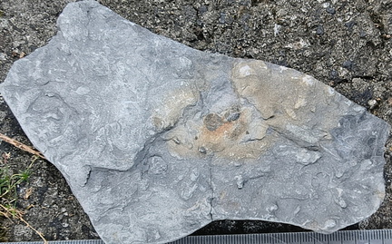 Ichnofossils 