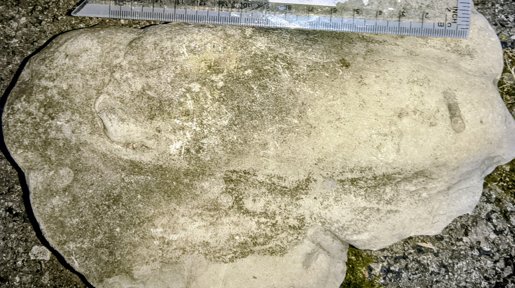 Ichnofossils 