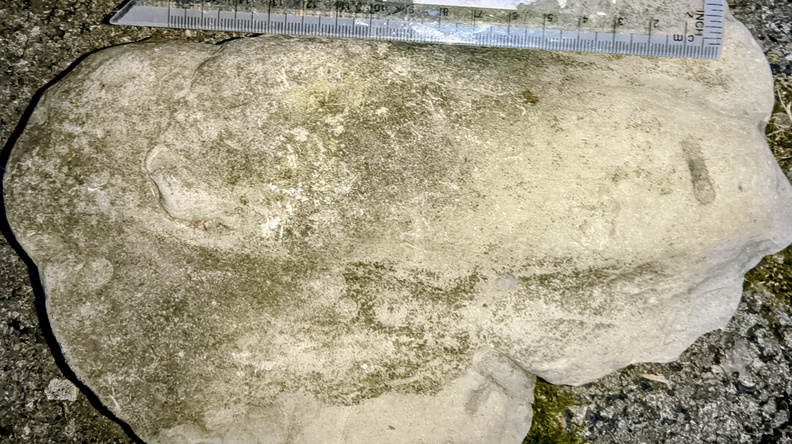 Ichnofossils 