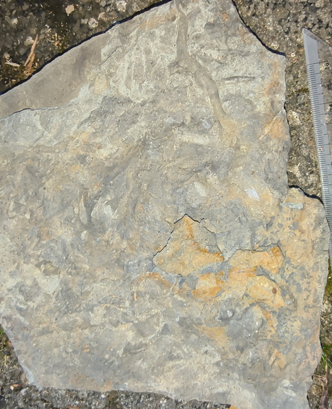 Ichnofossils 