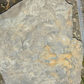 Ichnofossils 
