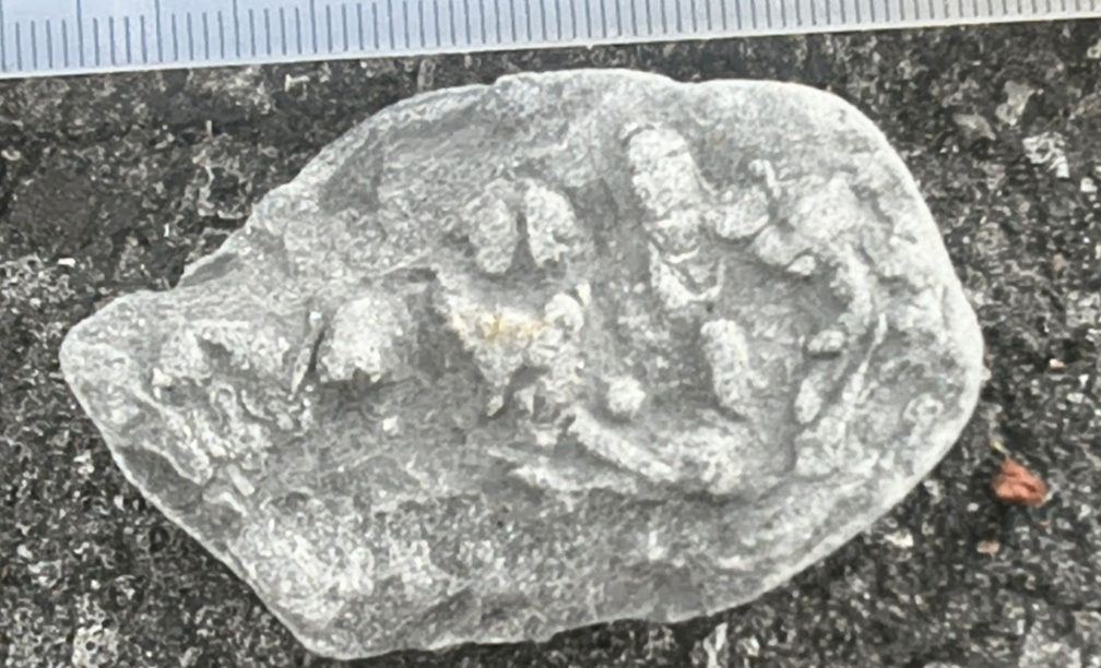 Ichnofossils 