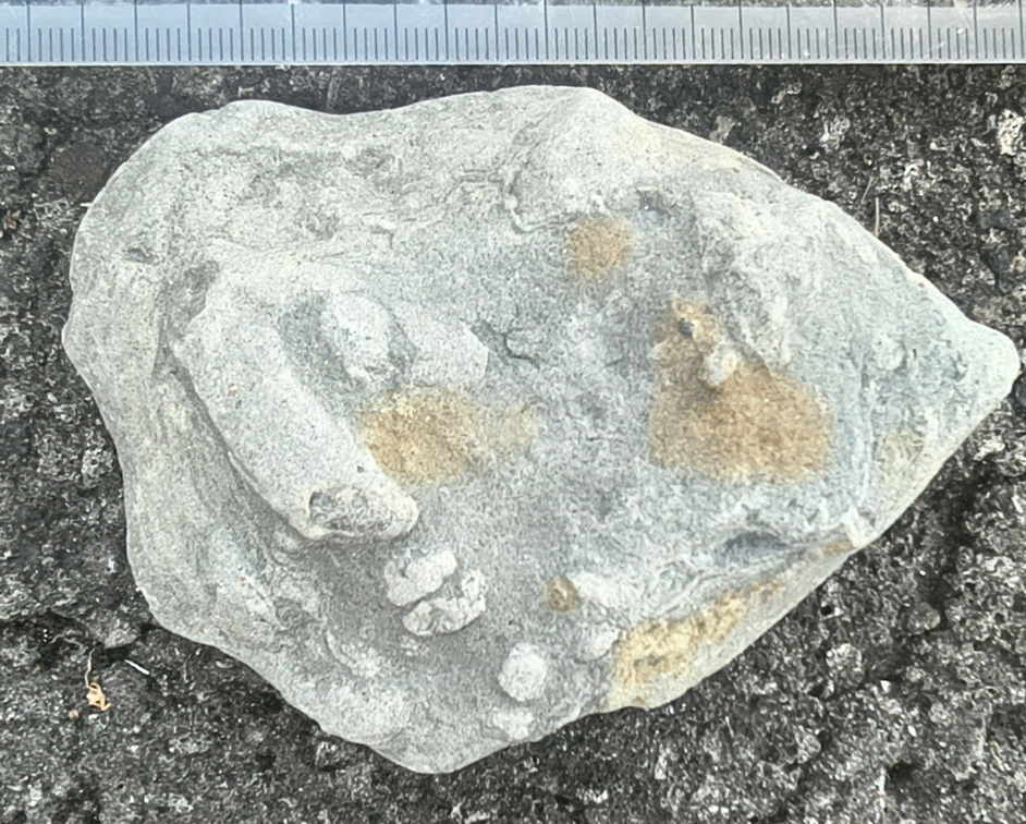 Ichnofossils 